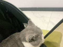 -艾吉宠物医院·疑难杂症转诊中心·猫友好(碧江路院)