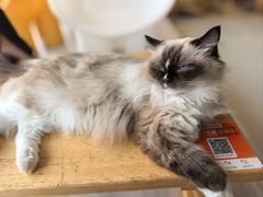 -藏猫猫咖啡主题馆(中央大道店)