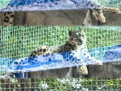 -青藏高原野生动物园