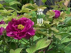 -龙华寺