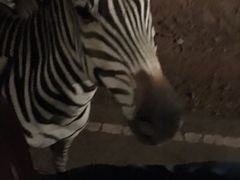 -清迈夜间动物园