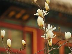 -颐和园