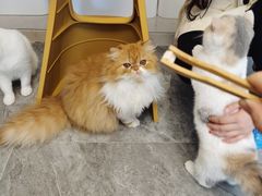 -More Fun猫咖 二十只万元加菲主题