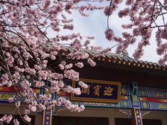 -桃花堤公园