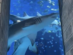 -太平洋海底世界