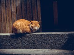 -东梓关景区村庄