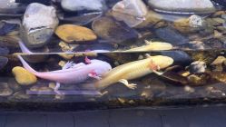 -Zoolung Zoolung动物主题公园(海信广场店)