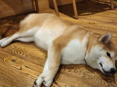 -柴务处·柴犬主题狗咖