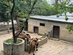 -昆明动物园