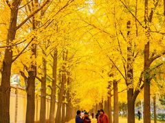 -三里屯东五街银杏大道