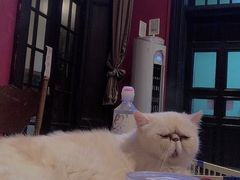 -猫色咖啡·猫咖