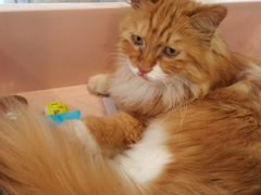 -平行世界·猫咖(首经贸店)