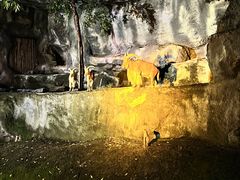 -清迈夜间动物园