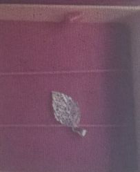 -萃华金店(罗斯福广场店)