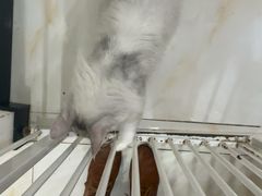 -小猫来了猫舍(福田店)