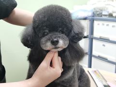 -鑫艺宠物美容培训学校