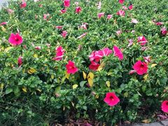 -新梦百货(民族店)