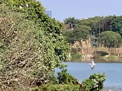 -海珠湖公园
