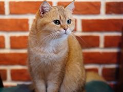 -猫小院猫主题餐厅(南锣旗舰店)