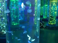 -梦幻海洋王国(吾悦广场张家港店)