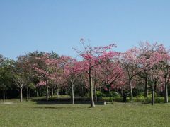 景点-风云岭森林公园