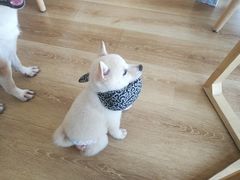 -柴犬小屋·柴餐厅·狗咖食堂(金鼎广场店)