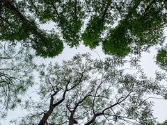 -上海共青森林公园