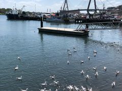 -悉尼鱼市场