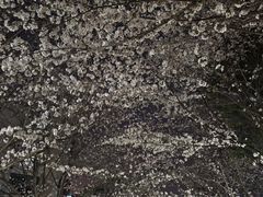 -高东镇樱花园