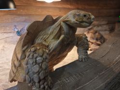 -Zoolung Zoolung动物主题公园(海信广场店)