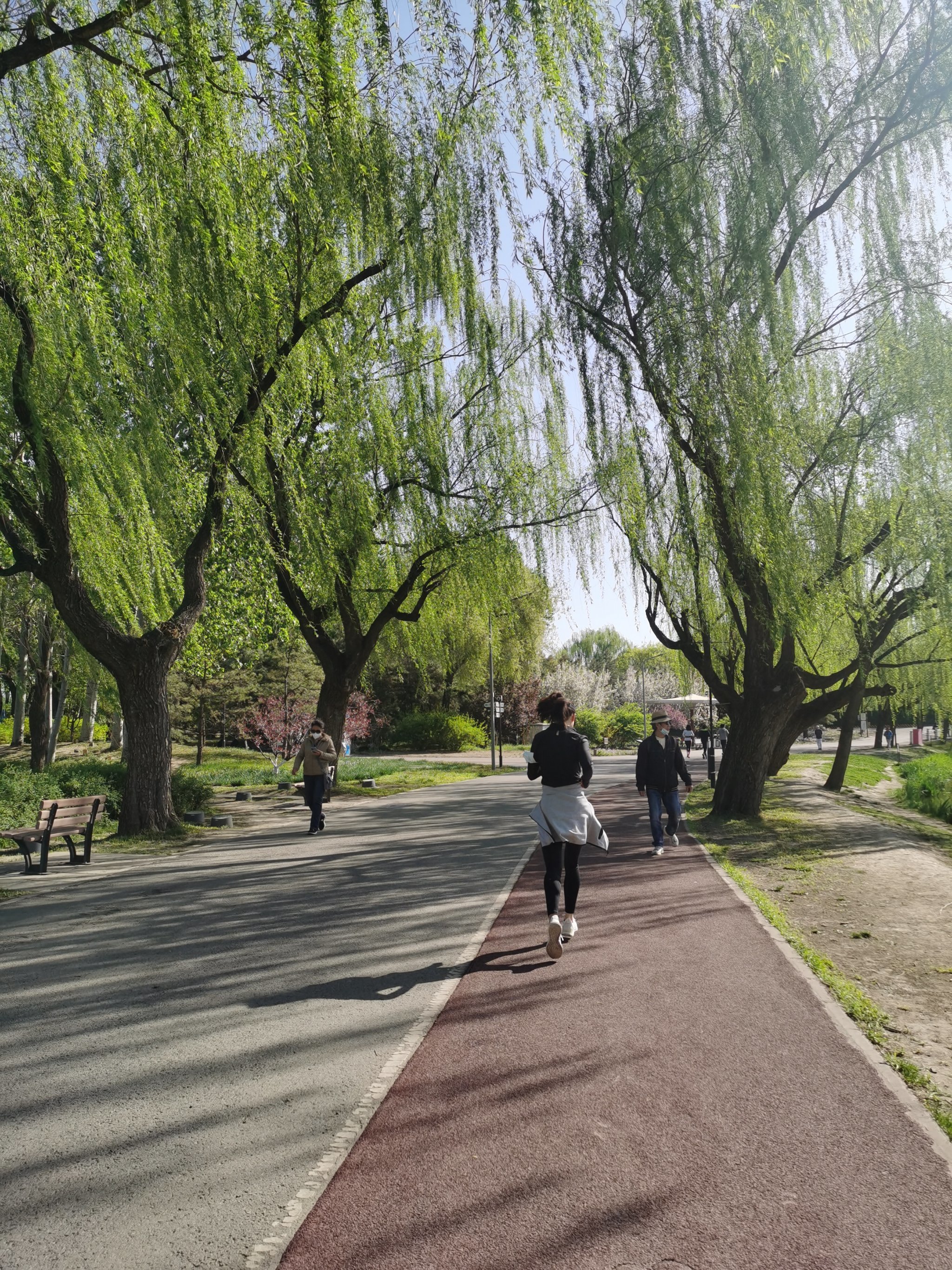跑步有专门的步道,有花丛掩映的美景,爱上在朝阳公园跑步的感觉