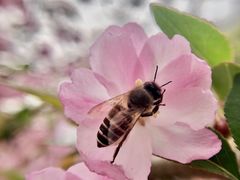 -西湖外事游船(花港观鱼码头)