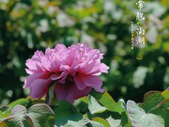 -尚湖风景区