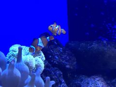-芜湖新华联大白鲸海洋公园