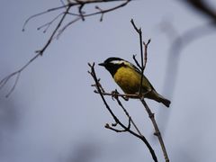 -北京西山国家森林公园