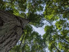 -黄海国家森林公园