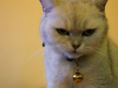 -李小姐の猫咖啡馆(五角场店)
