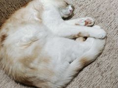 -藏猫猫咖啡主题馆(中央大道店)