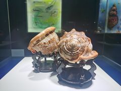 -贝壳王国博物馆
