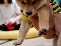 -逗柴咖啡屋·狗咖猫咖宠物桌游