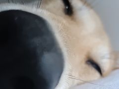 -瑞派康怡24h宠物医院·犬猫医疗中心·微创绝育(瑞景分院)