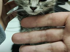 -爱诺耐芙动物医院(万博店)