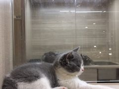-飞行喵MR PILOT|猫舍·猫咖(静安大融城店)