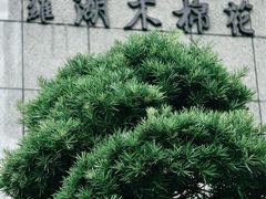 -深圳罗湖木棉花凯悦尚选酒店•大堂吧