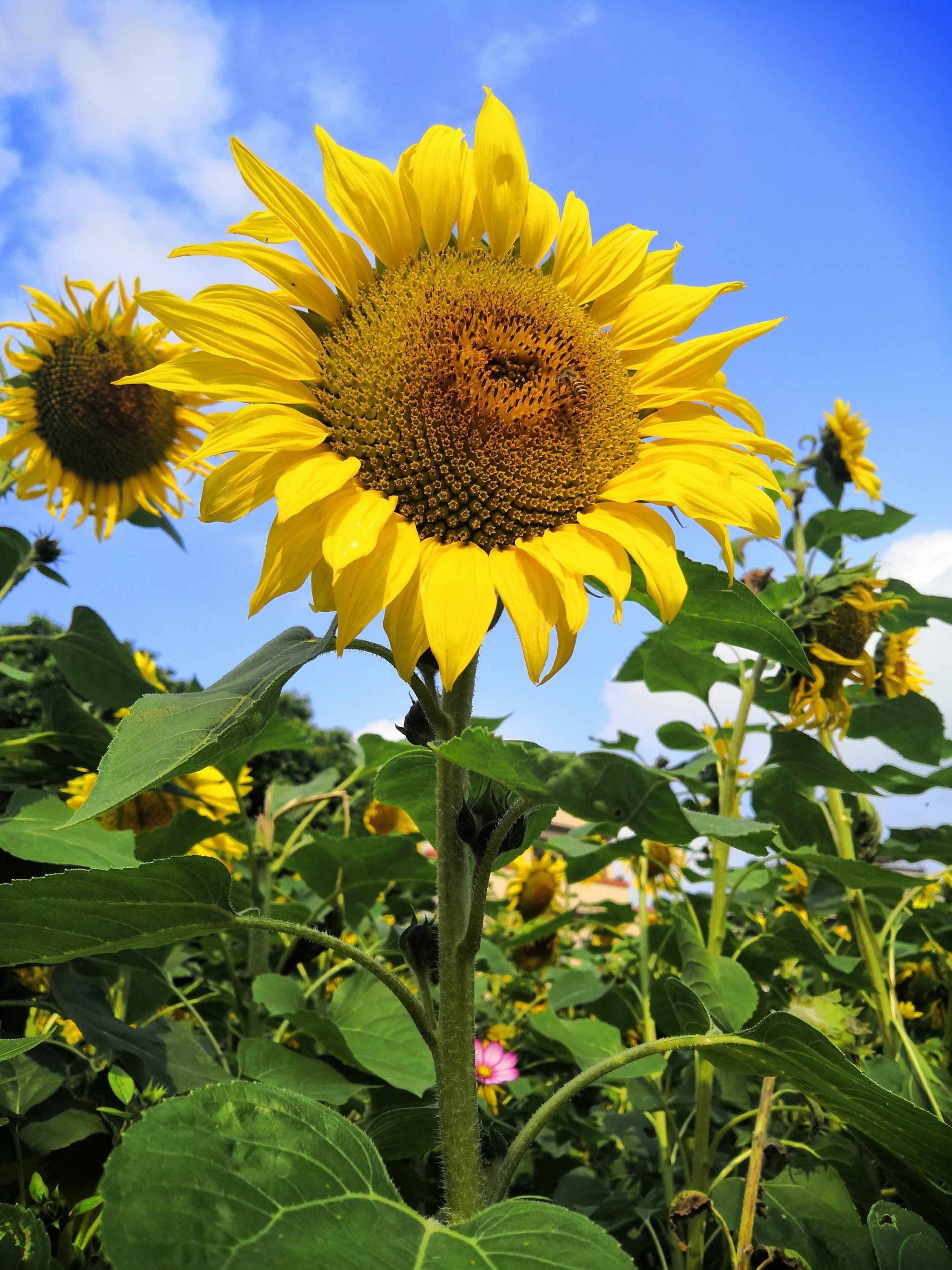 🌻其实只是一小片向日葵,说是花海有点勉