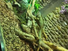 -呀路古热带植物园