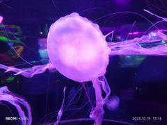 -北京海洋馆