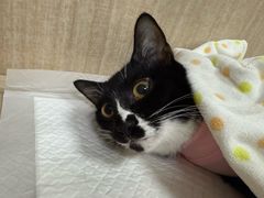 -北京观赏动物医院·24小时大型综合·猫专科·异宠专科