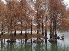 景点-贡湖湾湿地公园