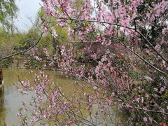 -南汇桃花村